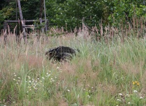 IMG_0787.jpg